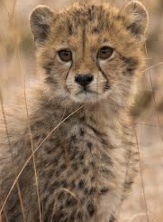 Close portrait of a cheetah cub in dry grass, tear lines running from its eyes