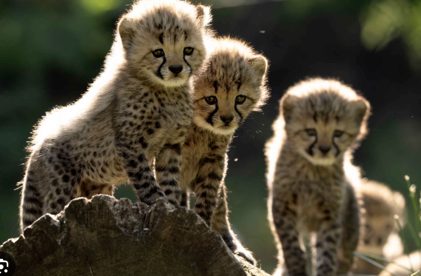 Three cheetah cubs on a tree stump, backlit