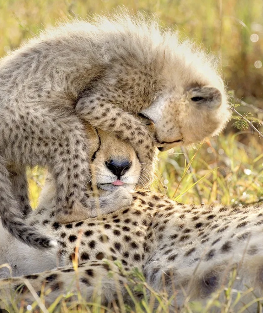 A fluffy cheetah cub climbing over its mother's head while she lies in the grass