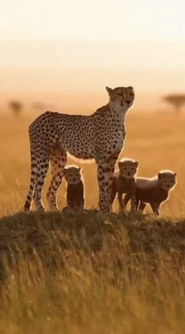 A cheetah mother standing on a grassy rise at sunrise with three cubs beside her