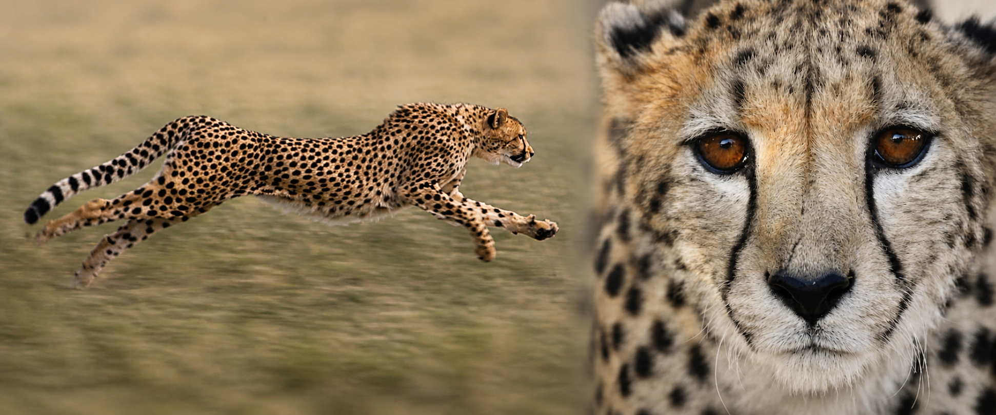 A running cheetah beside a close portrait of a cheetah
